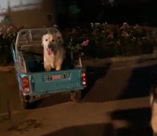 一只拉布拉多跳到车上，怎么赶都不走赖上自己了！
