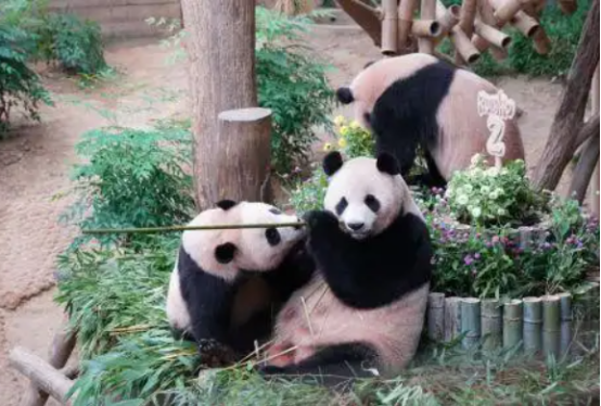韩国爱宝乐园大熊猫“睿宝”“辉宝”庆生