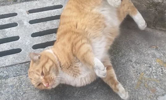 快饿死的橘猫瘫倒路边，奄奄一息的它遇到心善的小姐姐
