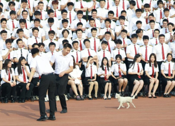 学生在拍毕业照，生活在校园的流浪狗坐到了最前排！