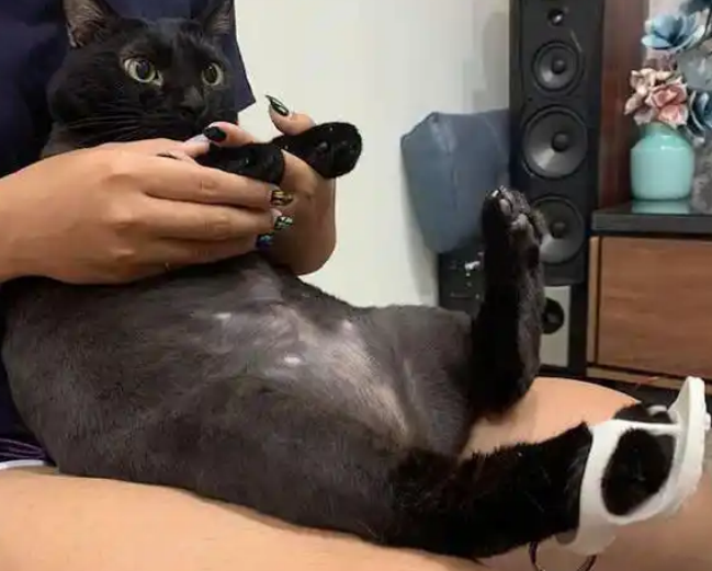 主人买了鞋型钥匙扣，给猫咪穿上正好，猫：本喵不想穿