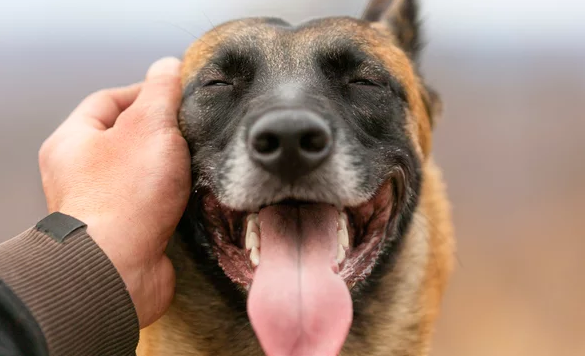 金山区宠物友好购物中心举行“文明养宠开放日”活动