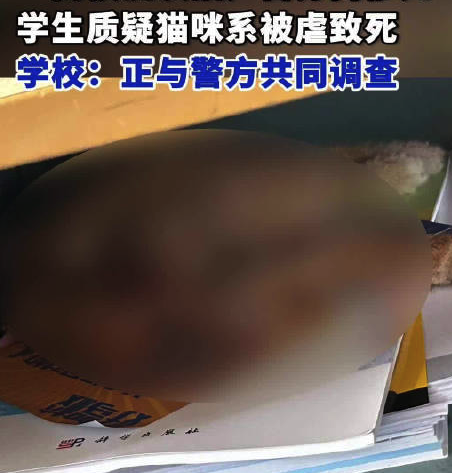 安徽高校猫咪惨死被塞进课桌？警方：调取监控后发现是被其他猫咬死的