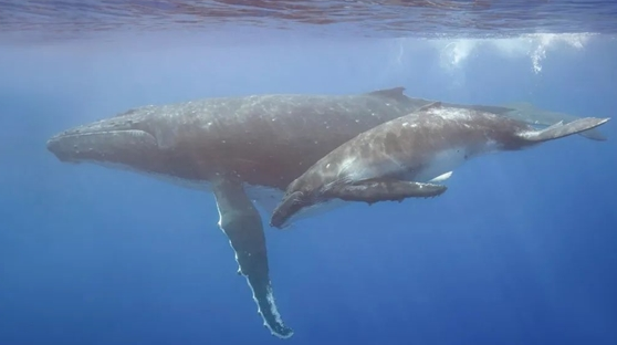 男子海中划艇被误吞后又吐了出来！鲸鱼：不是我的菜