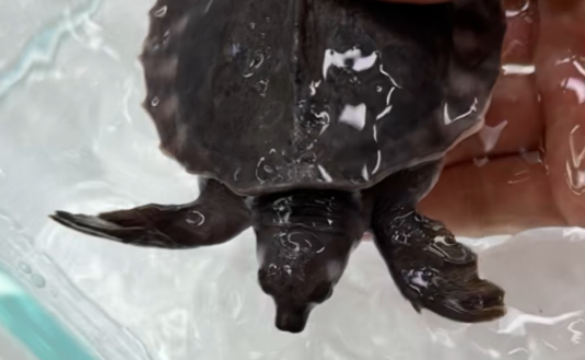 警民接力助猪鼻龟“归家”，因为它是保护动物！