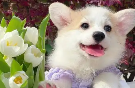 “宠物托运”，供给侧改革的创新实践