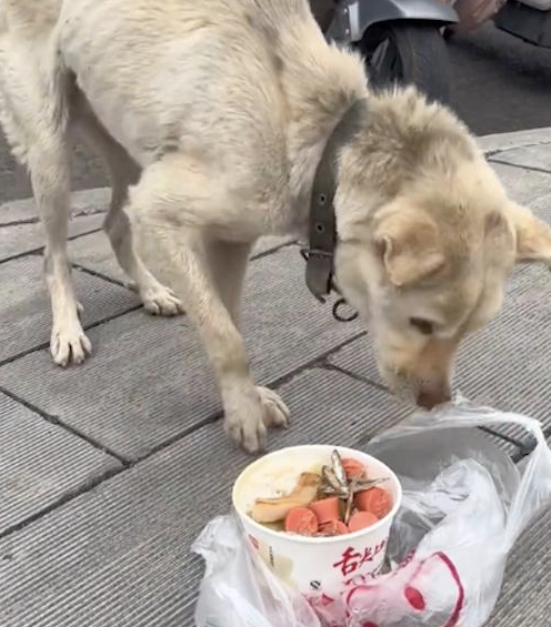 一只饿成皮包骨的狗狗，因生病留下后遗症不停抖