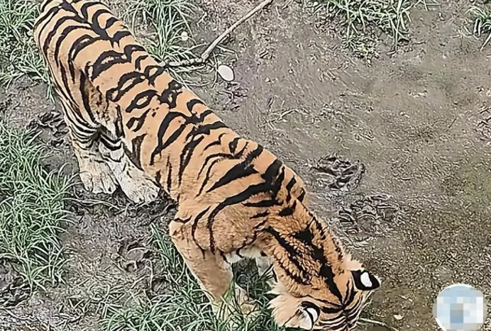 北京动物园老虎饿得吃草?园方回应：您放心，动物食物充足