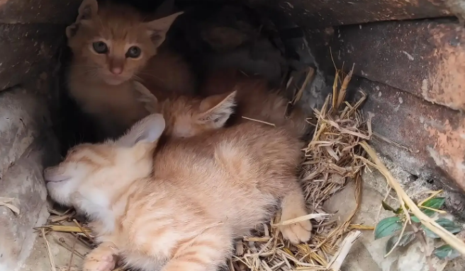 几只被遗弃小猫的绝望时刻，命运却因这一行动改变 