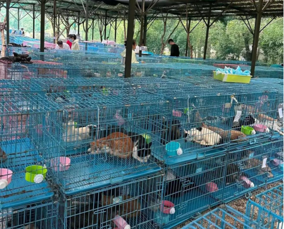 江苏泰州查获违规运猫车救下900余只猫