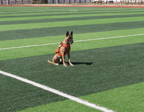 “蓝汪汪”养成计划丨搜救犬“麒麟”前来报到！