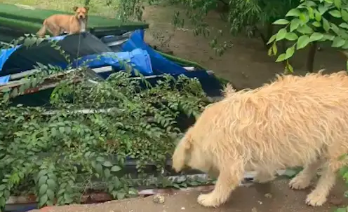 看院子的狗狗被饿了好几天，网友每天隔墙投喂它们！