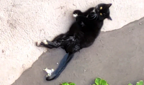 那只被抛弃的瘫痪猫咪，再次遇见人类时，拼命求生的样子看着心疼