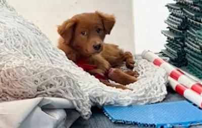 流浪狗的一条腿被绳子系住，已经嵌入肉里，甚至可以看得见骨头！