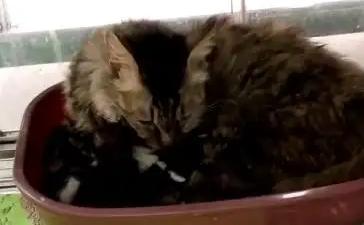 路遇流浪猫，女子于心不忍送医院，还给猫找了“养母”