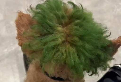 女子弹了狗子的脑壳，狗子生气瞬间龇牙咧嘴