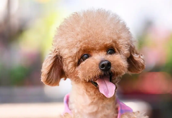 当“顶流”沦为弃儿：泰迪犬弃养潮背后的责任缺失