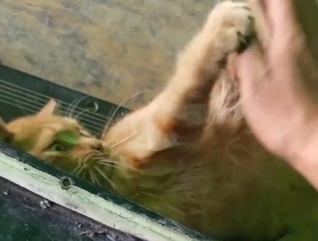 男子给趴在电车底下的猫咪递扳手并问：猫师傅，修好了吗？