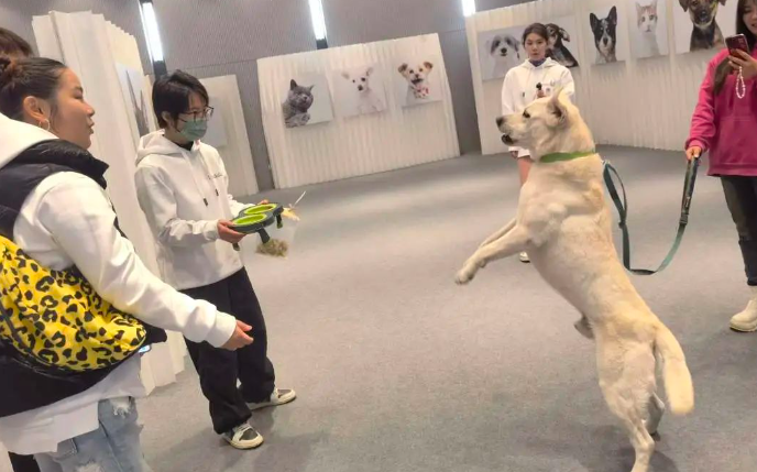 第四届上海宠物时装周开幕，打造宠物时尚咖啡派对
