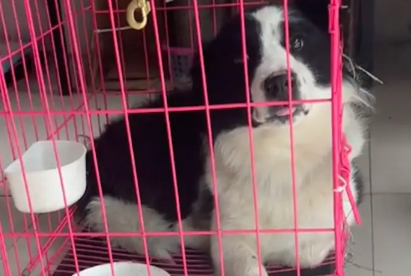 旅行捡到只流浪边牧，自驾竟遭泥石流被困！