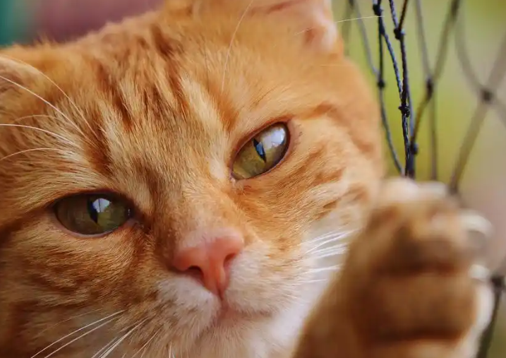 网购的宠物猫“货不对板”，能退一赔三吗？