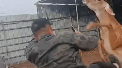 男子闲来无事和梅花鹿切磋，结果被鹿KO。网友：十八鹿弹腿