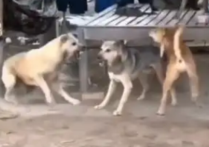 狗狗“互殴”主人闹心 城阳民警耐心化解养犬纠纷