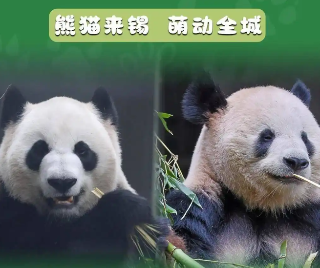 来锡“国宝”正在“加载中”，“豪宅”已上线，将很快与公众见面