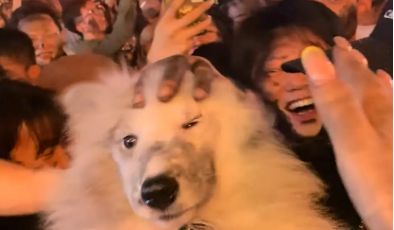 萨摩耶在火把节上被众人抹灰。网友：给人抹成陨石边牧了