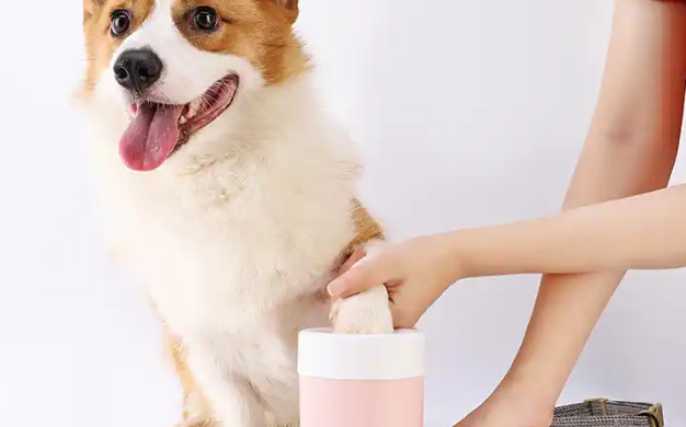 宠物经济增长迅速 “宠物+文旅”热度持续攀升 