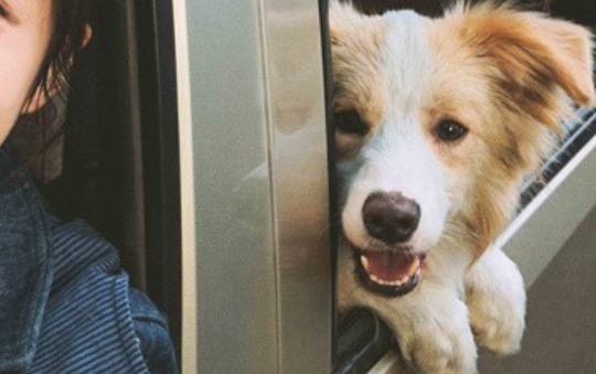 张子枫收养电影爱犬塔塔