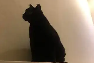 主人晚上被猫咪“咬”醒，起来一看发现要生了