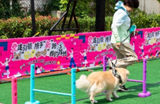 欢乐互动区、奔跑竞技场……这场宠物嘉年华共谱文明养宠新风尚