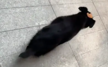 销售向女生卖东西，但是女生一心只想喂流浪狗，但是狗却不理她！ 