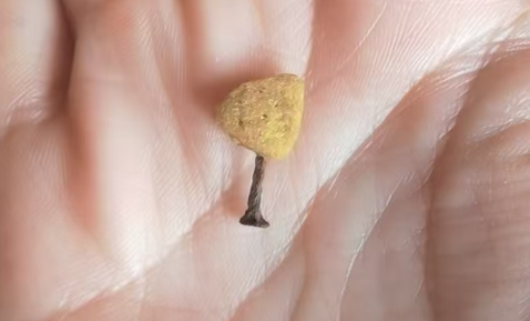 宠物犬便血后死亡消费者称狗粮内发现铁钉