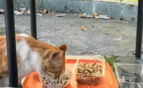 蛮好的“喵生”！广州管理流浪猫已经进入NEXT LEVEL了