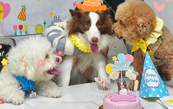 女子宠狗成瘾，花数万元为宠物办生日派对