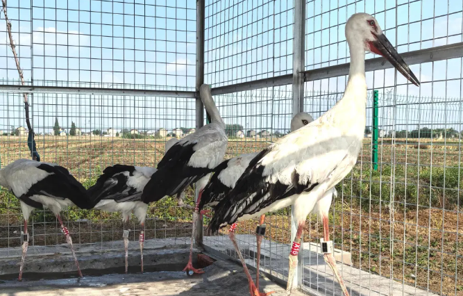 单批次最多，扬州6只被救助的东方白鹳回归自然