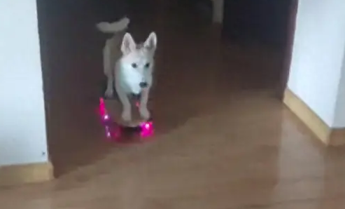 主人自从给狗狗买了滑板车，多近的路它都不愿走了