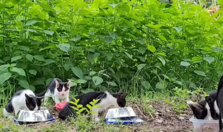 消失多天的流浪猫再次出现，带着人类步行10公里，去山里看小猫