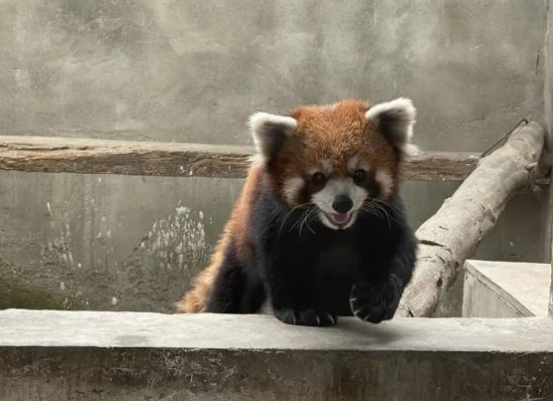 猎捕野生小熊猫，每只叫卖35万？警方通报！