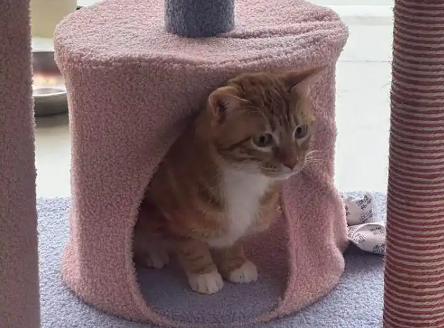 飞客舱、坐高铁、搭地铁！五一“毛孩子”也能说走就走