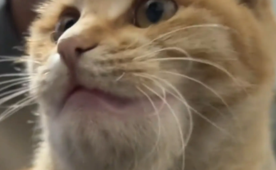 猫咪被蜜蜂蛰了，嘴巴肿起来了。网友：超绝下颚线 