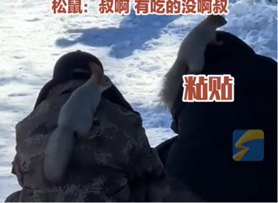 野生松鼠 "撒娇式" 互动游客成网红