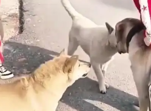 人狗冲突背后：嚣张狗主人的蛮横行径引众怒