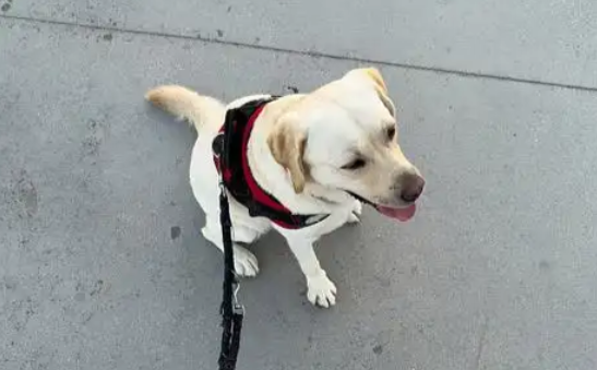 北京开展流浪宠物救助行动，救下保护动物