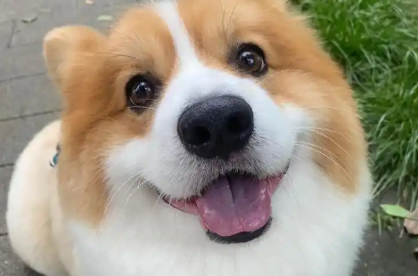 宠物狗坐着高铁来杭州了，今起10趟列车正式接受宠物托运