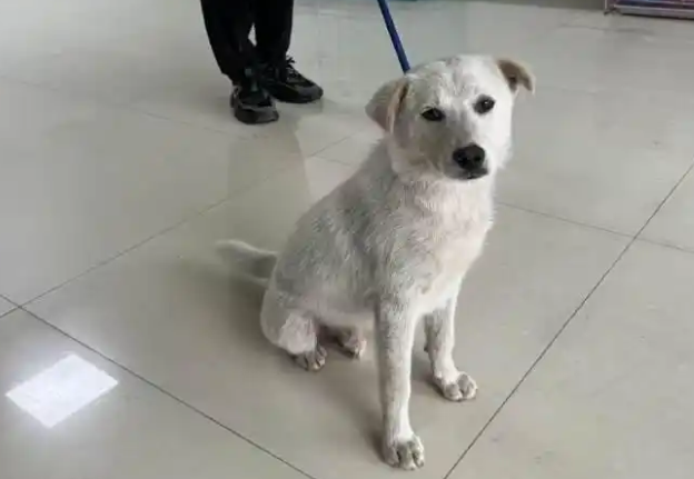 让无数网友牵挂的景区小白狗有了好消息