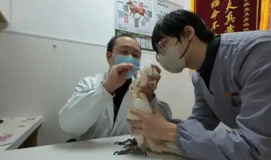 宠物医疗为何频现“糊涂账”？