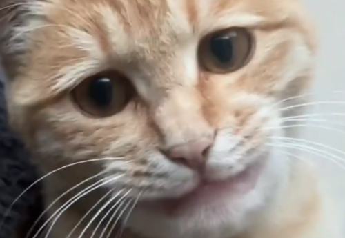 猫咪被蜜蜂蛰了，嘴巴肿起来了。网友：超绝下颚线 